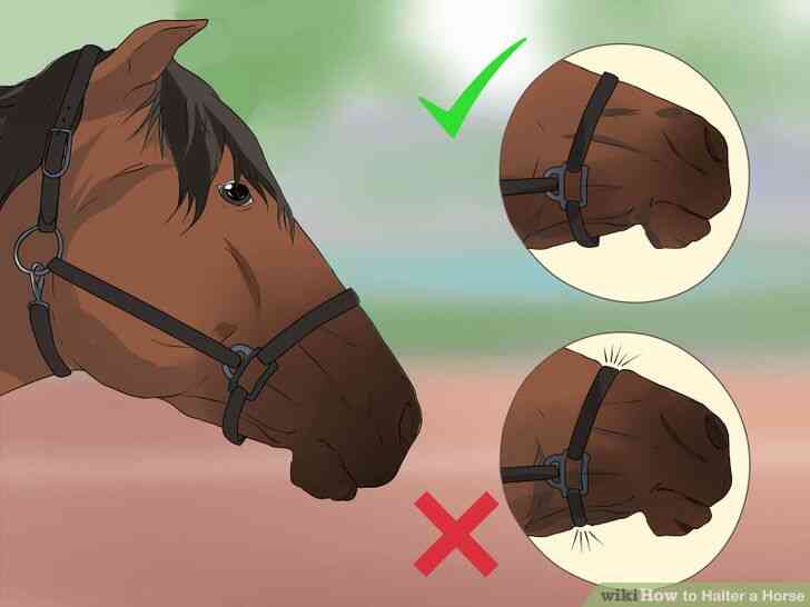 Image intitulée Licol Cheval Étape 11